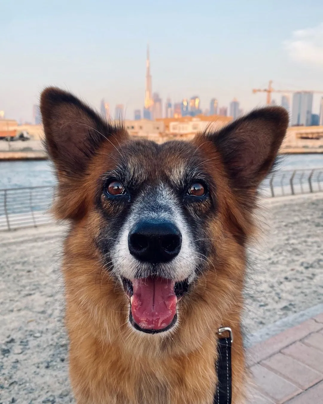 Roxy the dog